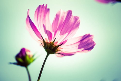 下から見上げた光を透かして見えるピンクと紫のコスモスの花1輪