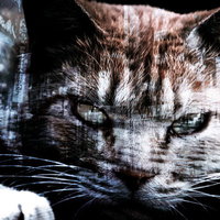 野良猫と都市のフォトモンタージュの写真