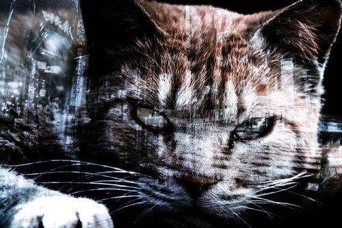 野良猫と都市のフォトモンタージュ