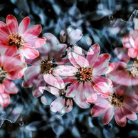 春の花畑で揺れる花々（多重露光）の写真