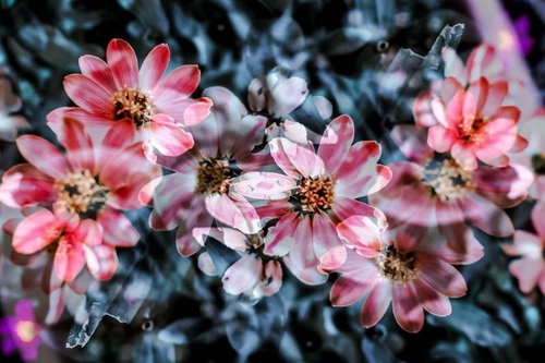 暗い青緑色の背景にピンクと白の花びらの花が複数咲く接写