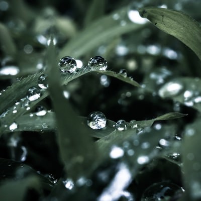 草の葉に乗った水滴・水玉の写真