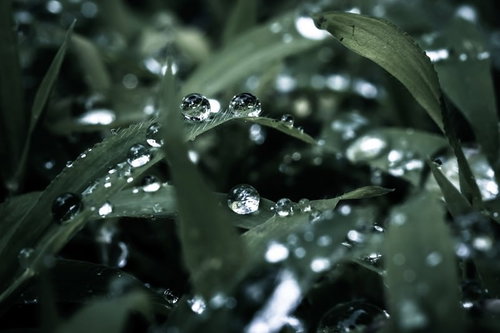 暗い背景に細い草の葉の表面に並ぶ丸く透明な水滴の接写