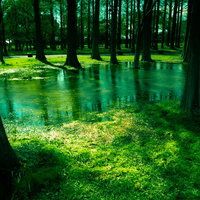 水元公園の水面に映るメタセコイアの新緑と木々の写真