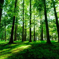 新緑のメタセコイア、水元公園の樹木の写真
