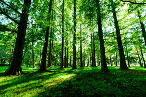 新緑のメタセコイア、水元公園の樹木