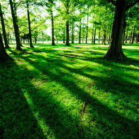 緑あふれる水元公園の新緑風景、樹木の影が描く春の景観の写真