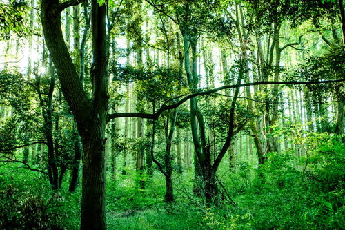深い森の樹海に広がる新緑の樹木と林の自然風景