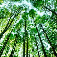 新緑のメタセコイア林を見上げる針葉樹の森の写真