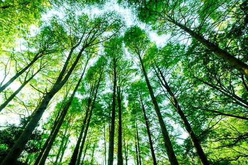 新緑のメタセコイア林を見上げる針葉樹の森