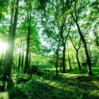 森の中で新緑に包まれた木漏れ日の風景、青々とした樹木の幹と枝葉の写真