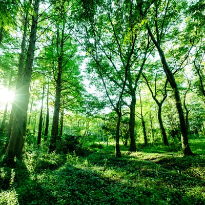 森の中で新緑に包まれた木漏れ日の風景、青々とした樹木の幹と枝葉の写真