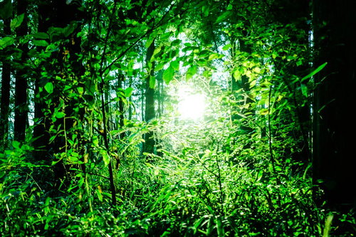 森の樹間から降り注ぐ太陽光と新緑の林床、自然光が照らす雑木林