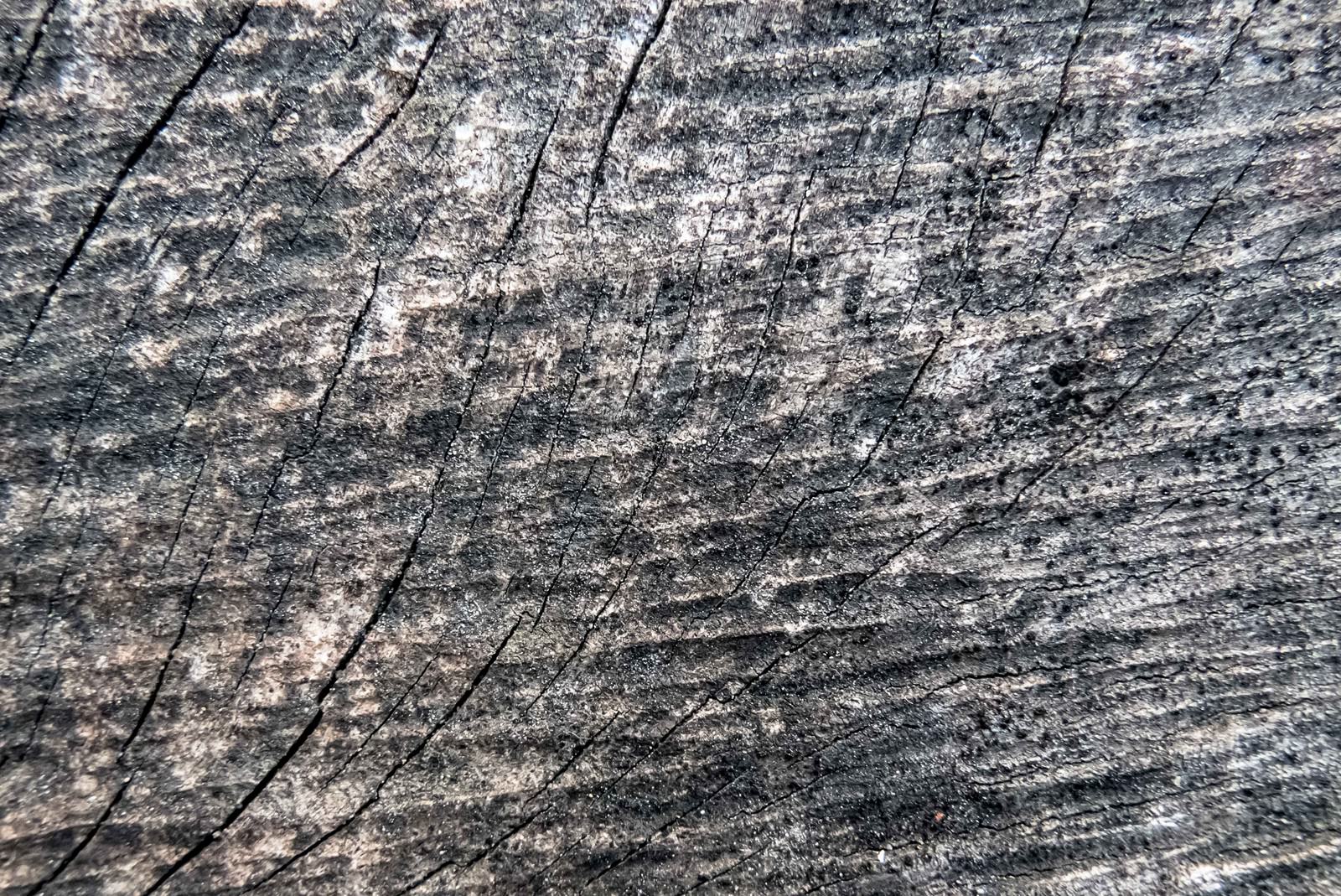 乾燥してひび割れた木材の表面に細かな割れ目が縦横に入っている