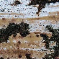 腐食した壁から苔が生えるテクスチャの写真