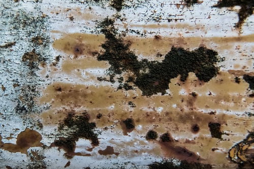 錆びて塗装がハゲて黴る古板