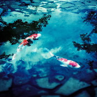 水たまりを泳ぐ赤い鯉のフォトモンタージュの写真