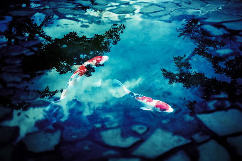 水たまりを泳ぐ赤い鯉のフォトモンタージュ