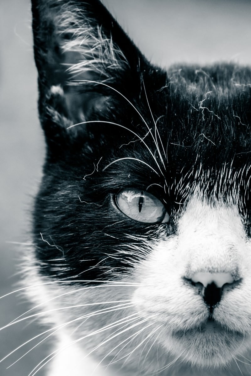 白黒斑模様の猫が横向きで、薄緑の瞳を細くして見つめている接写