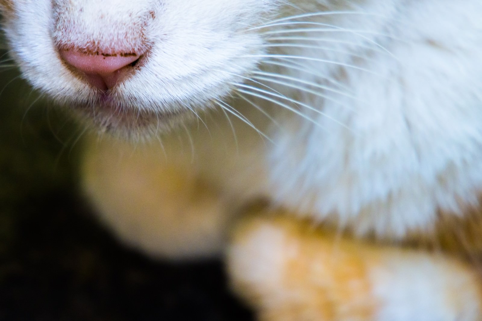 室内でくつろぐ老猫の鼻とひげのアップ
