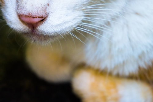 動こうとしない老猫のクローズアップの写真