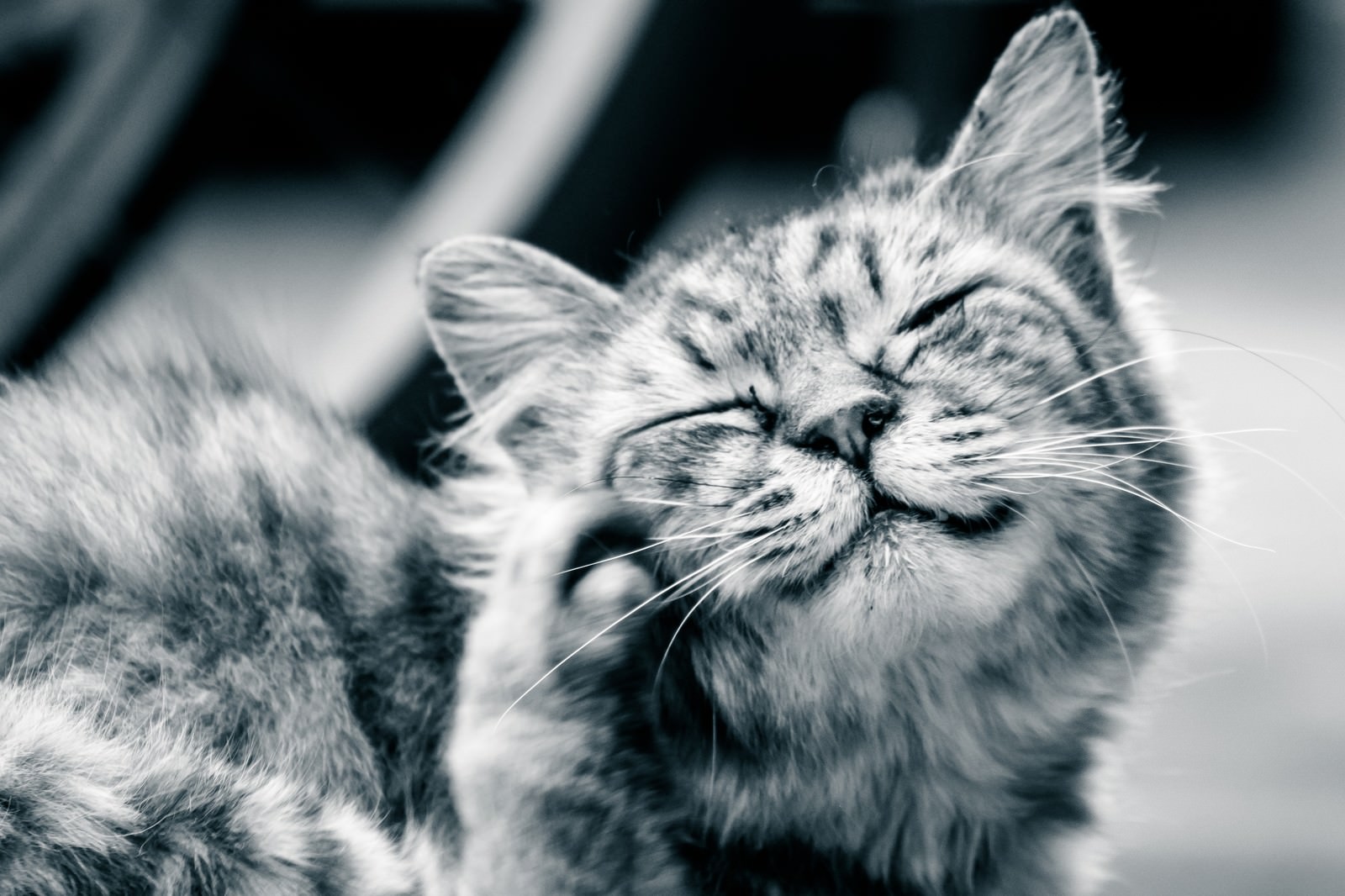 目を細めてかゆい顔をかくトラ猫の顔アップ