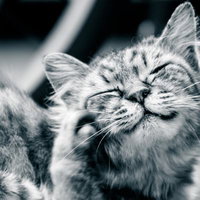 かゆいにゃーと目を細めるトラ猫の顔クローズアップの写真