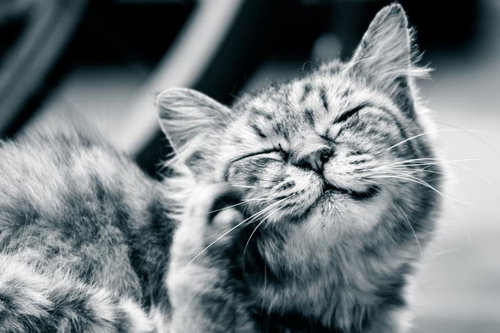 かゆいにゃーと目を細めるトラ猫の顔クローズアップの写真