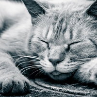 路上で爆睡するトラ猫の寝顔、無防備な昼寝姿の写真