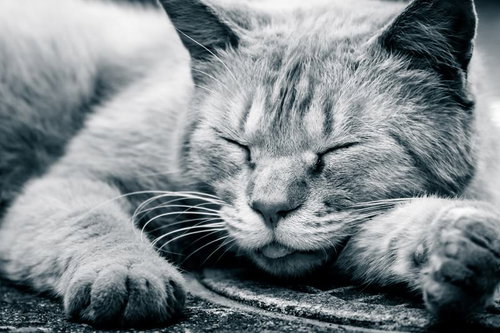 路上で爆睡するトラ猫の寝顔、無防備な昼寝姿の写真