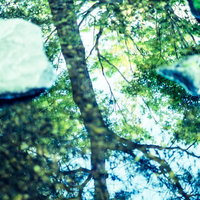 見上げた新緑の木々と木漏れ日、樹木の葉から差し込む光の写真