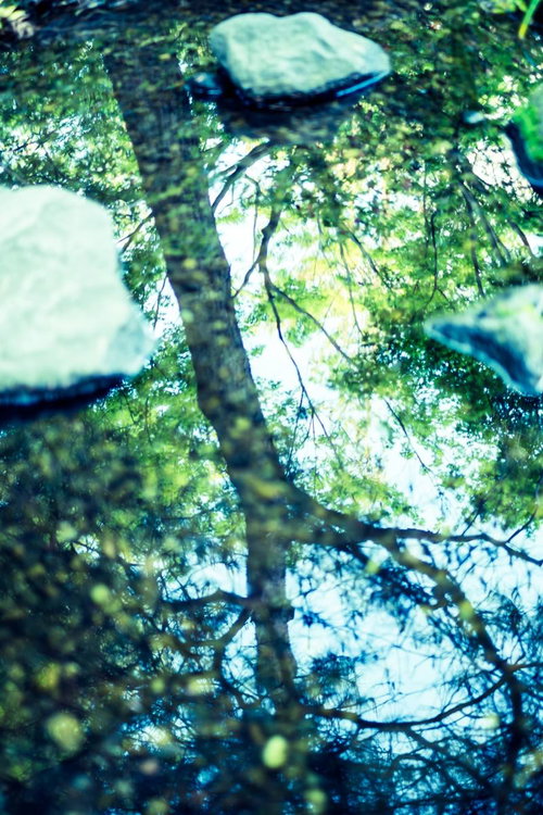 見上げた新緑の木々と木漏れ日、樹木の葉から差し込む光