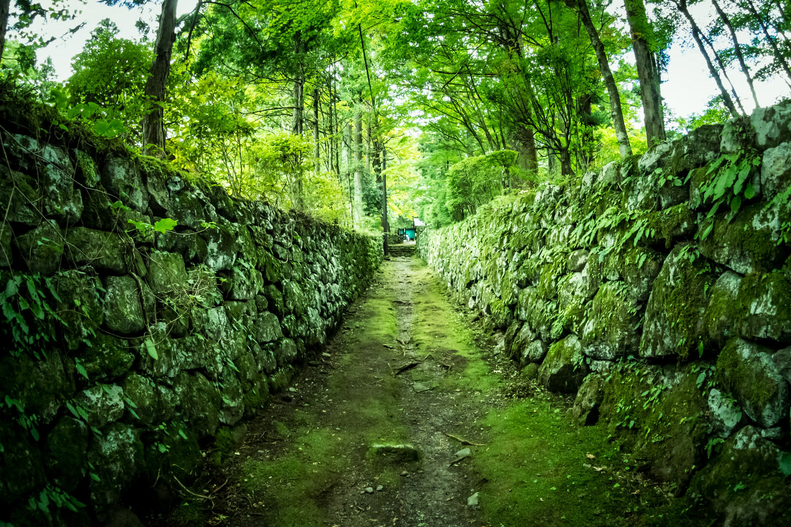 石垣に挟まれた竹林の古い路地。両側の石垣に苔が生え、竹の幹が立ち並んでいる