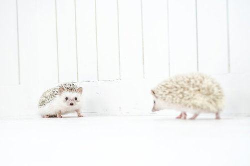白い背景で向き合う2匹のハリネズミが落ち合う