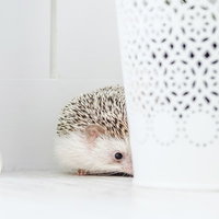 白い容器の陰から顔を覗かせるハリネズミのペットの写真