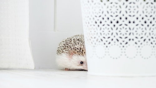 白い容器の陰から顔を覗かせるハリネズミのペット