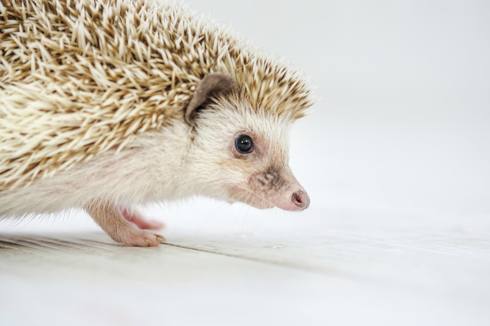 白い背景の上をトボトボと歩くハリネズミ