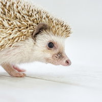 白い背景をトボトボと歩く茶色と白のハリネズミの写真