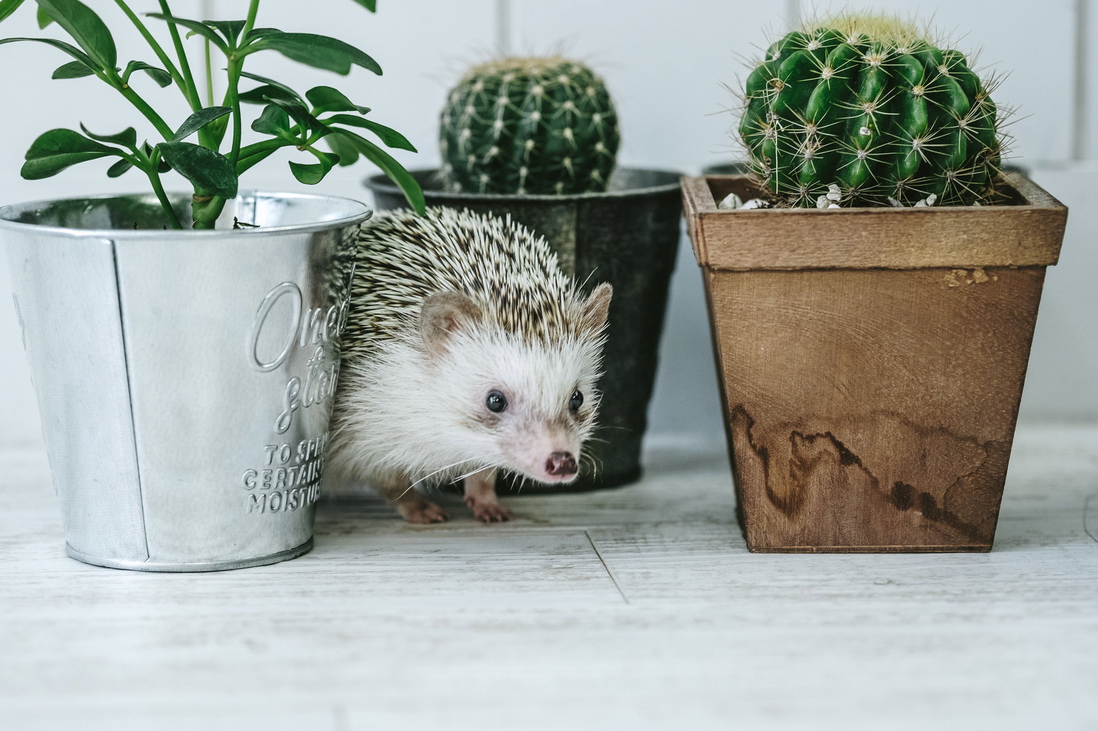 サボテンの植木鉢の間から顔を出すハリネズミ