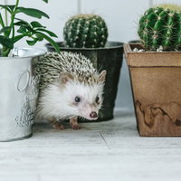 サボテンの棘とハリネズミのトゲトゲ、隠れるかわいい瞬間の写真