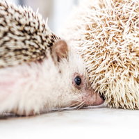 お互いのお尻の匂いを嗅ぐ2匹のハリネズミの写真