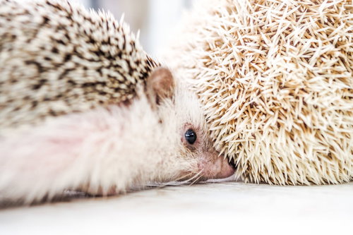 お互いのお尻の匂いを嗅ぐ2匹のハリネズミ