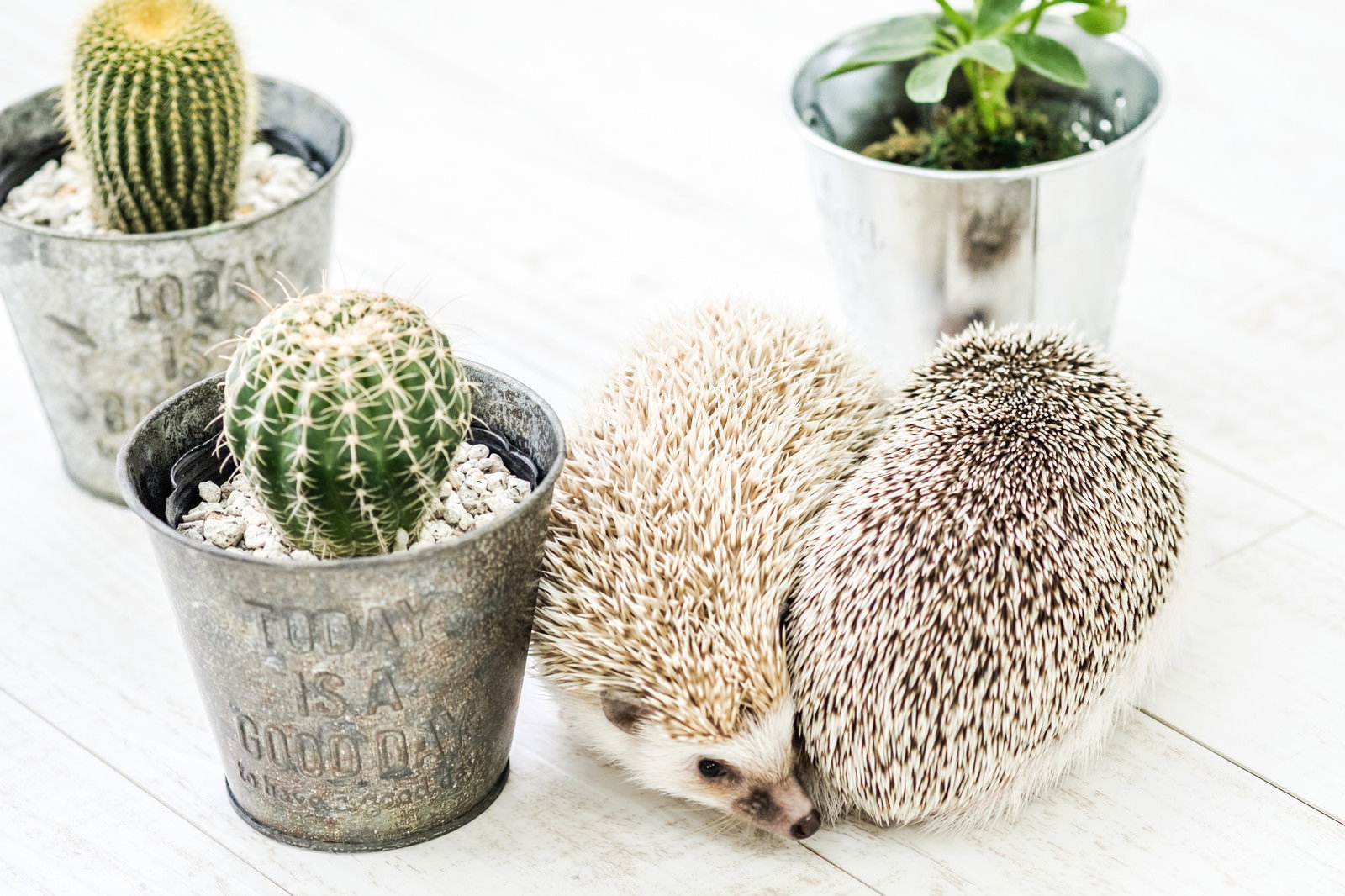 鉢植えのサボテンの間に隠れるハリネズミ