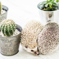 トゲトゲのサボテンに隠れるハリネズミのの写真