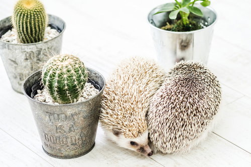 トゲトゲのサボテンに隠れるハリネズミの