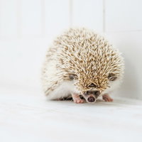 白い背景で丸まる防御姿勢のハリネズミのの写真