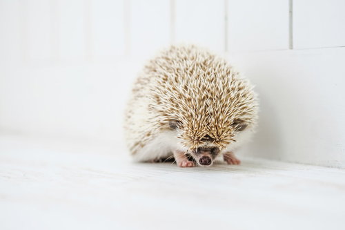 白い背景で丸まる防御姿勢のハリネズミの