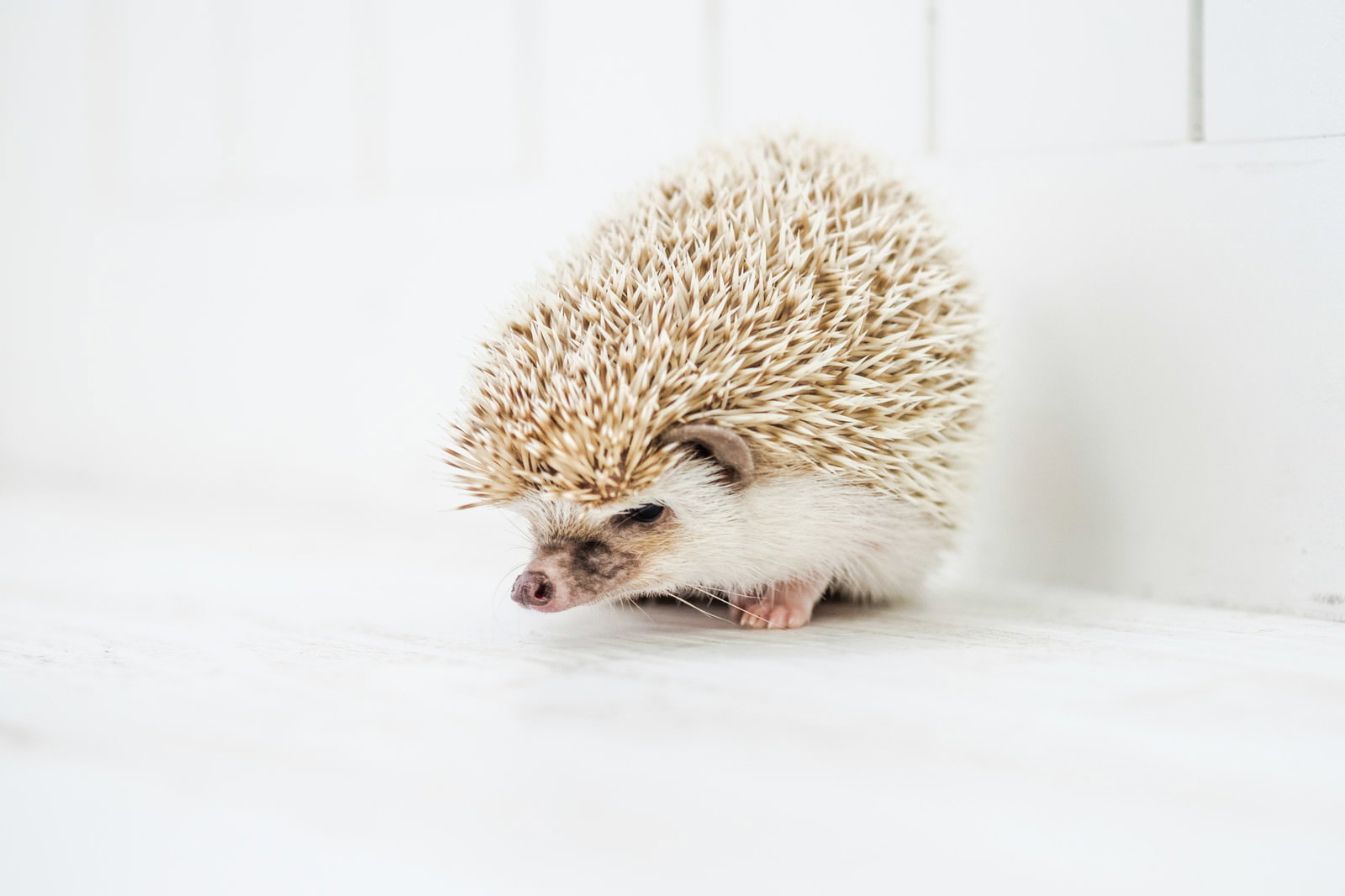 白い背景で体を丸めて落ち込んだ表情をしているハリネズミ