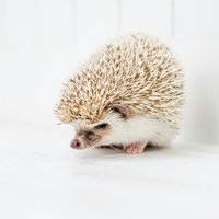 白い背景で体を丸めて隅で落ち込むハリネズミの写真