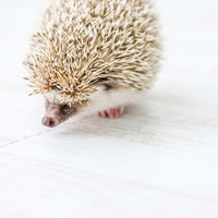 白い背景で俯きながら歩く小さなハリネズミの写真